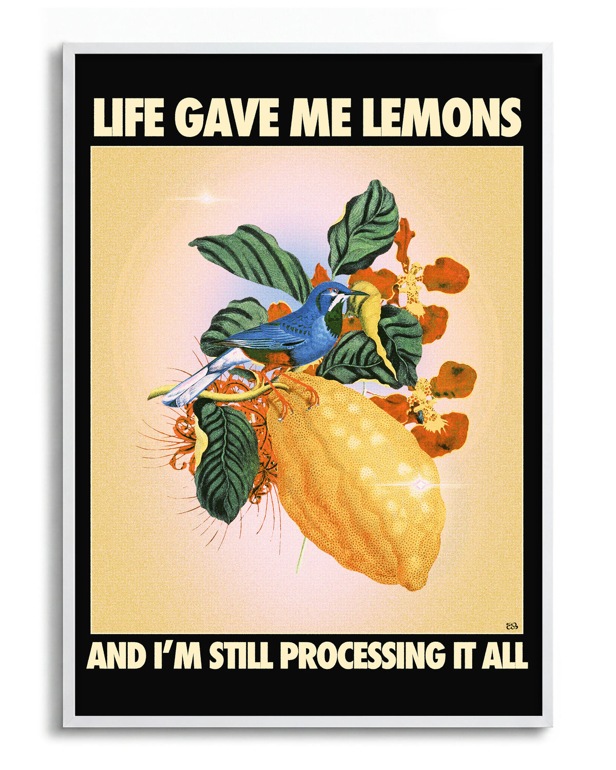 Lemons - no background framed - white