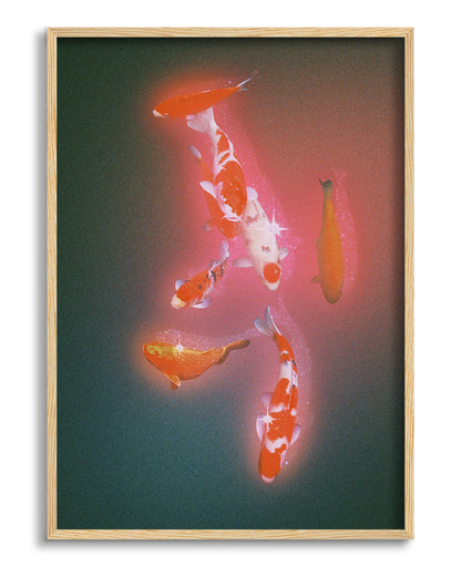 Koi 2